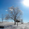 Winter Willow at Lake Carroll