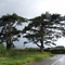 Scots Pine at top of Pudlicote Hill