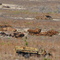 Old Soldiers in a field