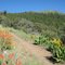 June wildflowers on Hager Mtn trail