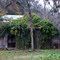 Abandoned Building with Vines