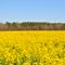Green and Yellow