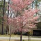 Pink Dogwood (Spring in Lyons, GA)