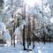 Magical snowy forest