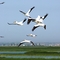 American white pelicans, Cheyenne Bottoms, Kansas
