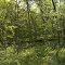 Wildcat Creek riparian forest