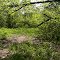 Abandoned Road Overtaken by Nature