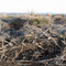 Dec 2007 Ice Storm Aftermath (Tree Dump Site)