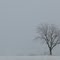 Lone Tree
