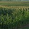 Corn Field Kansas City Kansas