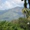 Cocos y montaña.