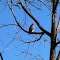 Bird sanctuary