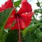 Hibiscus growing wild along the road