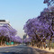 Jakaranda