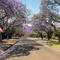 Pretoria a. Tshwane a. Jacaranda City