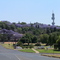 Jacaranda tree in Magnolia park, Pretoria