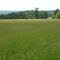 Hay Field Hazy Day