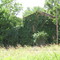 Ruins of Iron Furnace Company Store and warehouse on Iron Mountain Railway