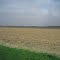 Farmland