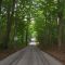 Morning Woods 1