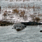 Gator at Lacassine Refuge Pool