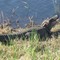 Lacassine Wildlife Refuge