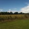 Field