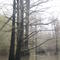 Wallace Lake trees