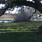 Landreneau Estate, Backyard Pond