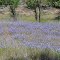 Fragrant Meadow