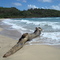 Dead tree at Rock Quarry Beach