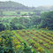 Kalihiwai gardens