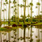 Kapaa Palms