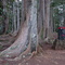Sacret Forest near Kauai's Hindu Monastery, Kaua'i