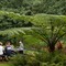 Tree Fern - 200804