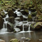 Forest stream - 200804