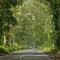 Tree Tunnel - 200804