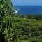 The tropics