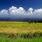 Island of Fire- field near north shore