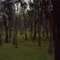 Parker Ranch