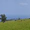 2013-05-07 Pacific-rim cattle ranching.