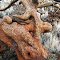Wili wili tree detail