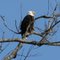 Bald Eagle with His Eyes to the Sky