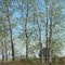Prairie, Trees - Late Summer, along Alton Slough, West Alton, MO