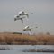 Trumpeter Swans