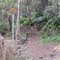 Kaloko trails in cloud forest