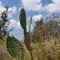 2011-10-05 Cactus in Pu'u Wa'awa'a park on Ohia Trail