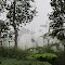Fog at Mountain Thunder Coffee Plantation