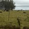Cattle Grazing next to Saddle Road. 2007-06-11