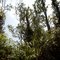 Fern Forest